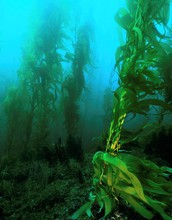 A forest of giant kelp off the coast of Southern California.
